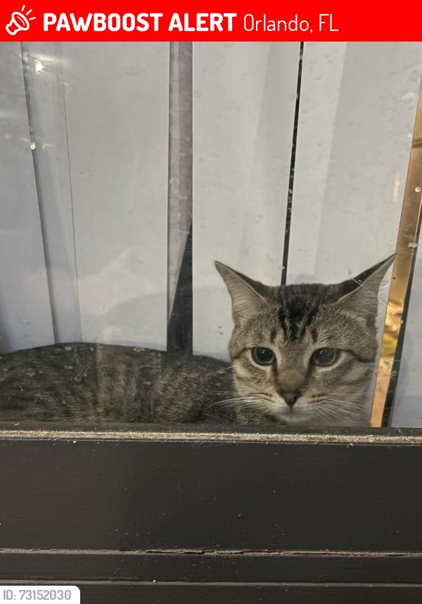 Lost Male Cat last seen Sand Lake Road & Orange Blossom Trail, Orlando, FL 32809