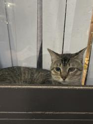 Lost Male Cat last seen Sand Lake Road & Orange Blossom Trail, Orlando, FL 32809