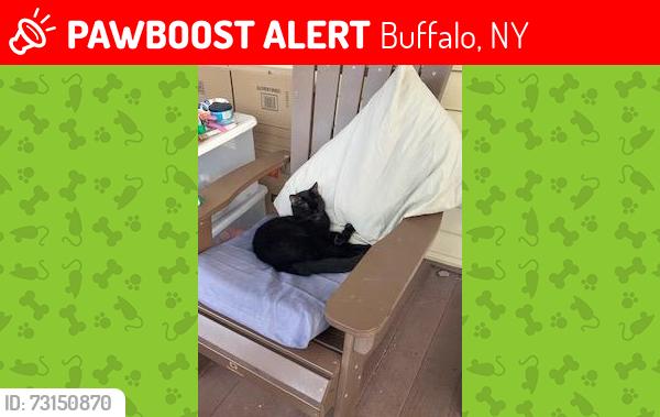 Lost Unknown Cat last seen mildred, Buffalo, NY 14214