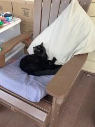 Lost Unknown Cat last seen mildred, Buffalo, NY 14214