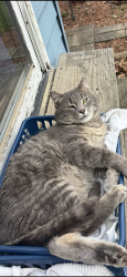 Lost Male Cat last seen Friendship Church, Wayland, MI 49348