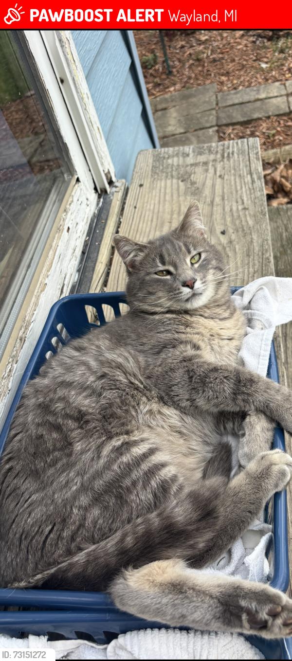 Lost Male Cat last seen Friendship Church, Wayland, MI 49348