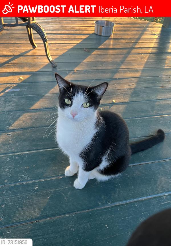 Lost Female Cat last seen Chastant Rd., Iberia Parish, LA 70560