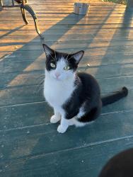 Lost Female Cat last seen Chastant Rd., Iberia Parish, LA 70560