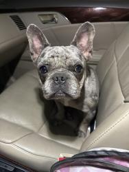 Reunited Male Dog last seen Windsor & I-35, Denton, TX 76207