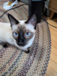 Reunited Male Cat last seen Congress St West between Bidwell and Bellows heading east, Saint Paul, MN 55107