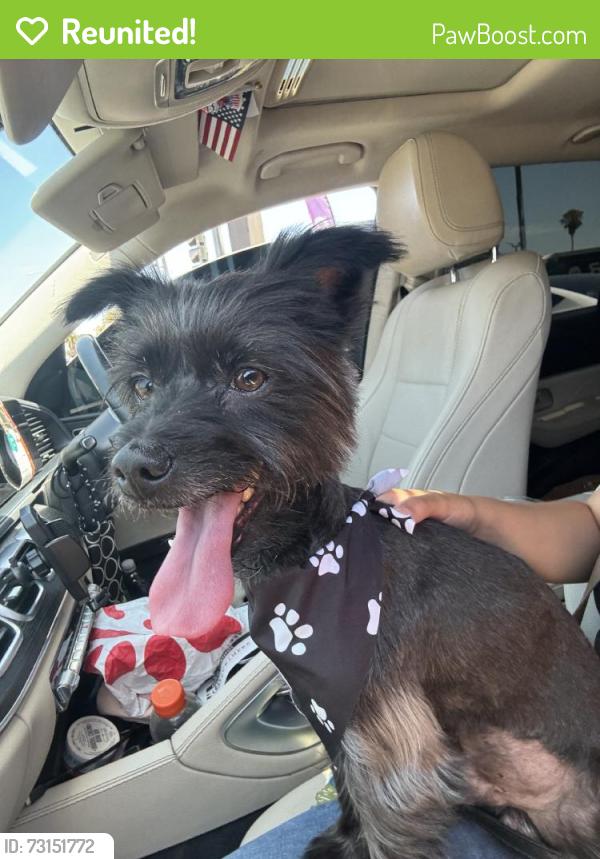 Reunited Male Dog last seen Near S Euclid St, Anaheim, CA 92802, USA, Anaheim, CA 92802