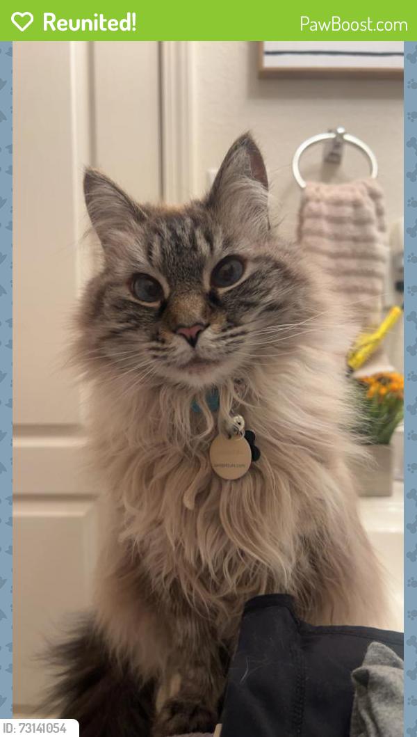 Reunited Female Cat last seen Soothing Meadows Dr NE, Rio Rancho, NM 87144