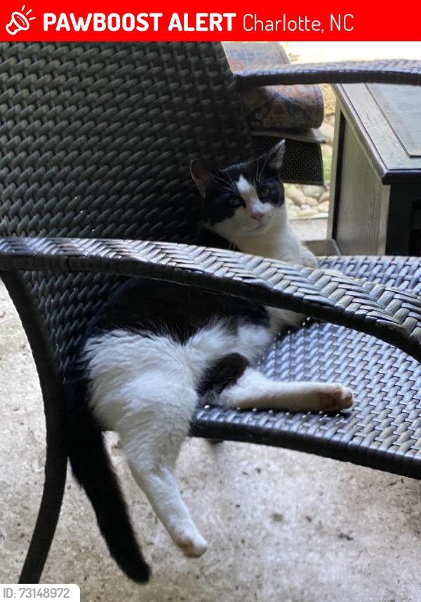 Lost Female Cat last seen Rittenhouse Circle and Sardis Rd North, Charlotte, NC 28270