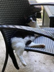 Lost Female Cat last seen Rittenhouse Circle and Sardis Rd North, Charlotte, NC 28270