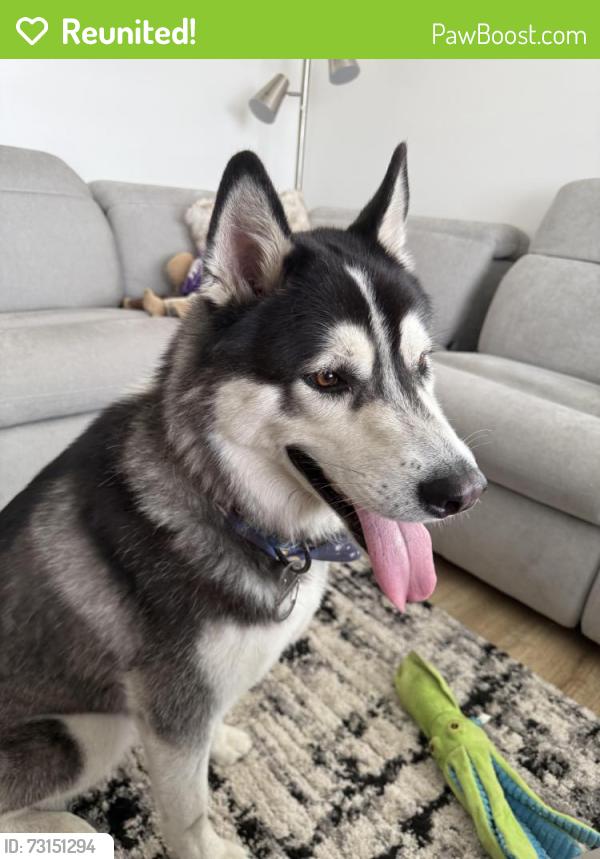 Reunited Male Dog last seen Ocean view and San Miguel, San Diego, CA 92113