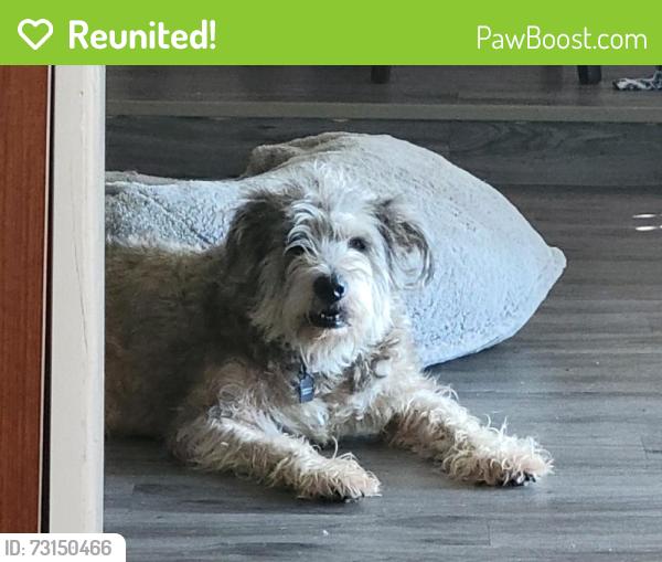 Reunited Male Dog last seen Stardust Dr N, Watauga, TX 76148, USA, Watauga, TX 76148