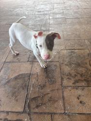 Found/Stray Male Dog last seen cleopatra, Corpus Christi, TX 78412