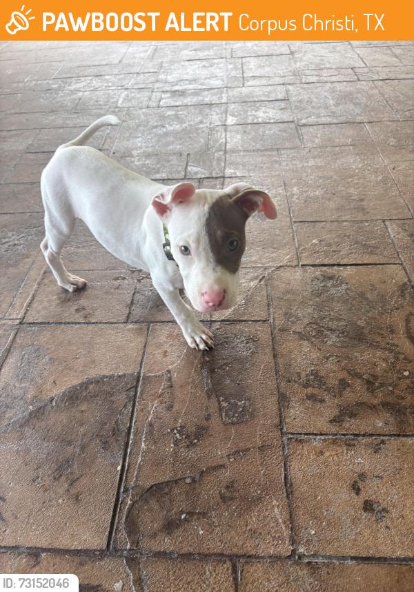 Found/Stray Male Dog last seen cleopatra, Corpus Christi, TX 78412