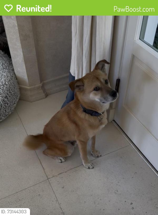 Reunited Male Dog last seen Near Shadow hill way, Beverly Hills CA 90210, Beverly Hills, CA 90210