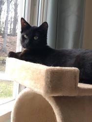 Lost Male Cat last seen Palomino Rd east of Turtlemound, Lake Washington Area/Melbourne, Melbourne, FL 32934