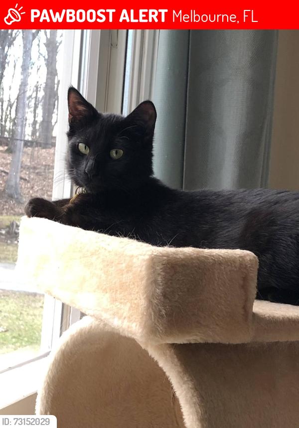 Lost Male Cat last seen Palomino Rd east of Turtlemound, Lake Washington Area/Melbourne, Melbourne, FL 32934
