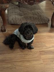 Lost Female Dog last seen Oakhurst Dr., San Diego, CA 92114