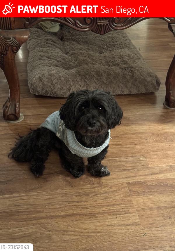 Lost Female Dog last seen Oakhurst Dr., San Diego, CA 92114