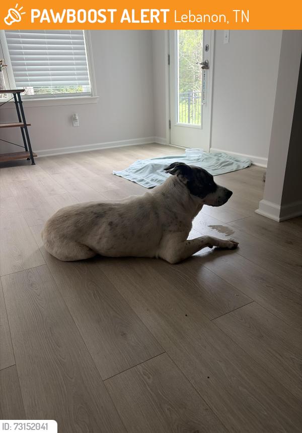 Found/Stray Male Dog last seen Hickory Ridge Road, Lebanon, TN 37087