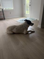 Found/Stray Male Dog last seen Hickory Ridge Road, Lebanon, TN 37087