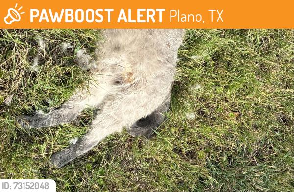 Found/Stray Unknown Cat last seen Kingdom Hall of Jehovahs Witnesses, Plano, TX 75074