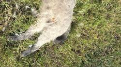 Found/Stray Unknown Cat last seen Kingdom Hall of Jehovahs Witnesses, Plano, TX 75074