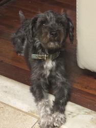Lost Male Dog last seen Near Eldridge street, Manchester, CT 06040