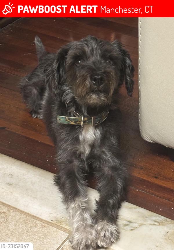 Lost Male Dog last seen Near Eldridge street, Manchester, CT 06040