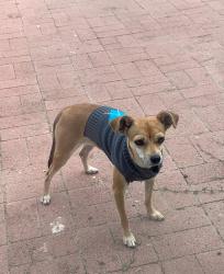 Lost Female Dog last seen Fairview Ave, Valle Vista, CA 92544