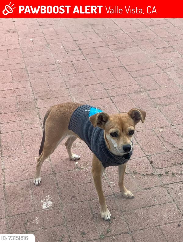 Lost Female Dog last seen Fairview Ave, Valle Vista, CA 92544