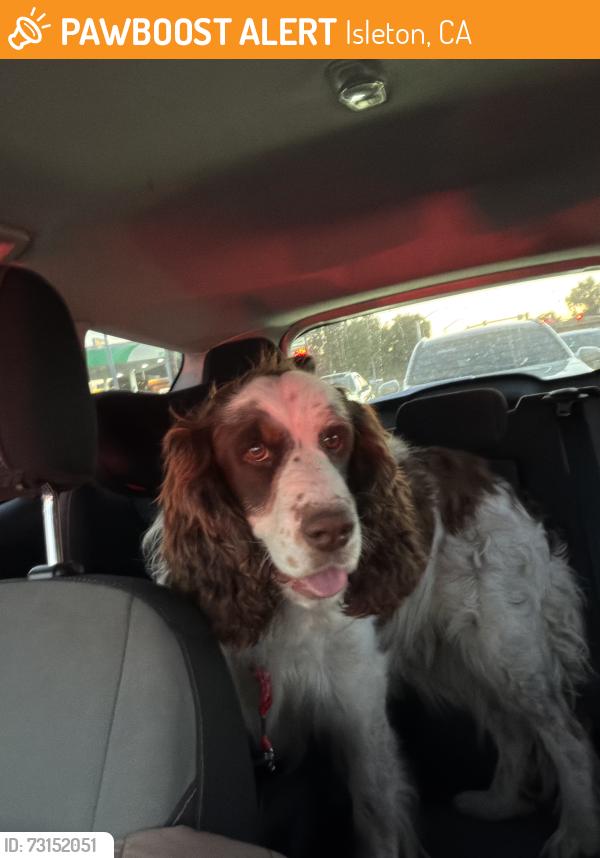 Found/Stray Male Dog last seen Near Highway, Isleton, CA 95641
