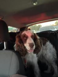 Found/Stray Male Dog last seen Near Highway, Isleton, CA 95641