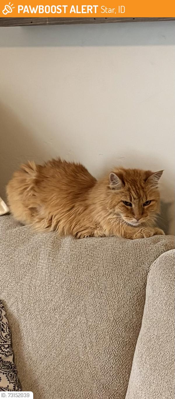 Found/Stray Female Cat last seen Hiddenbrook Saddlebrook, Star, ID 83669