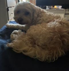 Reunited Male Dog last seen 97th, Kirkland, WA 98052