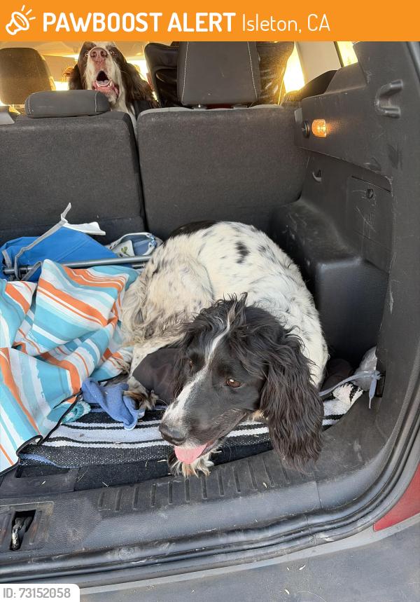 Found/Stray Female Dog last seen Near highway 1, Isleton, CA 95641