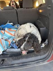 Found/Stray Female Dog last seen Near highway 1, Isleton, CA 95641