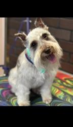 Reunited Male Dog last seen Southwest park, Irving, TX 75060