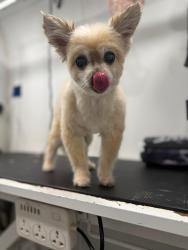 Lost Female Dog last seen Victoria wooods, West Palm Beach, FL 33415