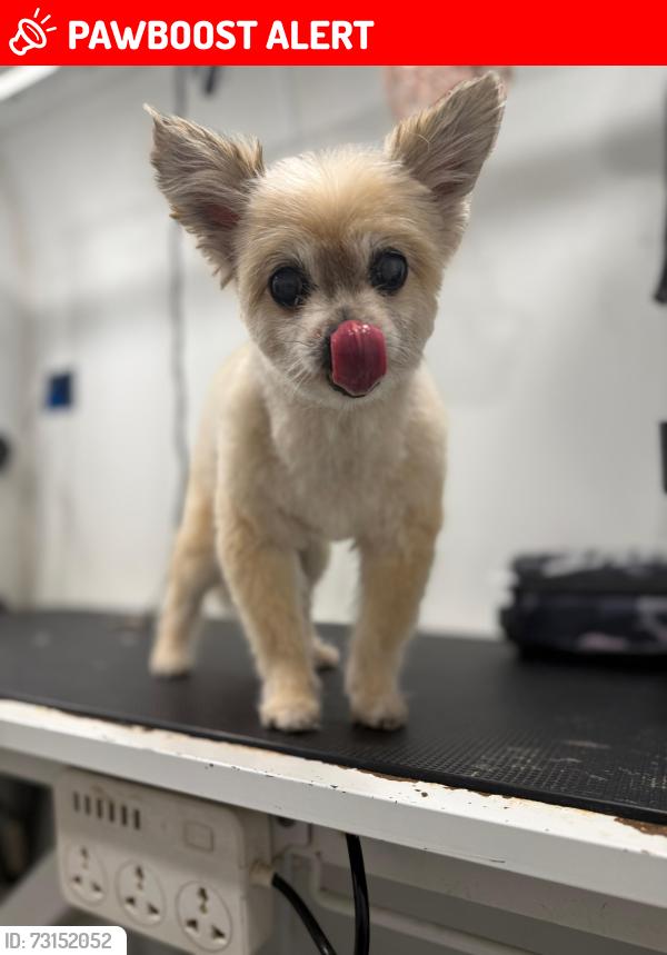 Lost Female Dog last seen Victoria wooods, West Palm Beach, FL 33415