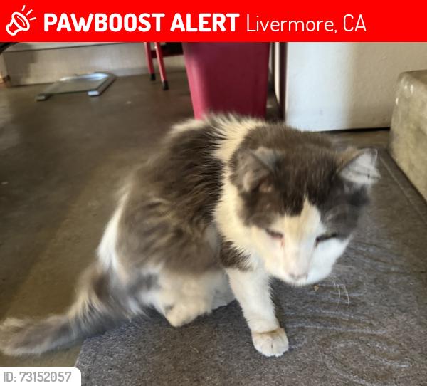 Lost Unknown Cat last seen Joyce St., Livermore, CA 94550