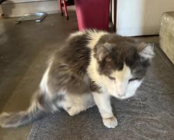 Lost Unknown Cat last seen Joyce St., Livermore, CA 94550