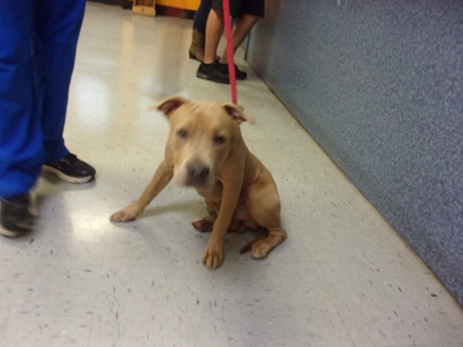 Shelter Stray Male Dog last seen Annapolis St, Hernando, FL, 4030 S Airport Rd, Inverness, FL 34450, USA
