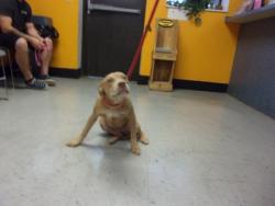 Shelter Stray Female Dog last seen Annapolis St, Hernando, FL, 4030 S Airport Rd, Inverness, FL 34450, USA