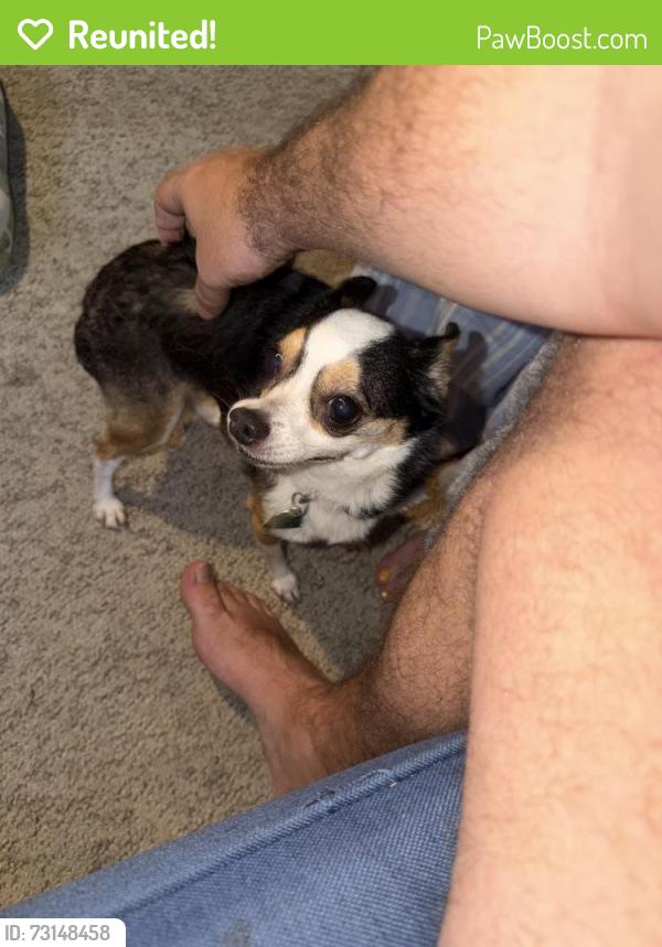 Reunited Female Dog last seen Near falcon creek drive, Suwanee, GA 30024