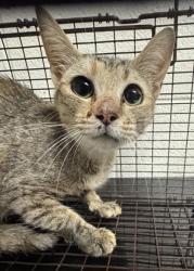 Shelter Stray Female Cat last seen Near Cadbury Dr NW, City of Knoxville ASO, TN, 3201 Division St, Knoxville, TN 37919, USA