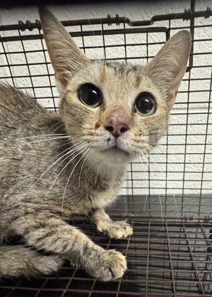 Shelter Stray Female Cat last seen Near Cadbury Dr NW, City of Knoxville ASO, TN, 3201 Division St, Knoxville, TN 37919, USA