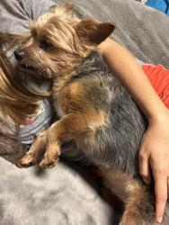 Reunited Male Dog last seen Lewis Rd and Hiram Lithia Springs, Powder Springs, GA 30127