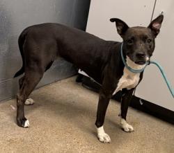 Shelter Stray Female Dog last seen Near Willowhurst, 5th District, OH, 9203 Detroit Ave, Cleveland, OH 44102, USA