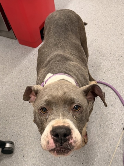 Shelter Stray Female Dog last seen W 85 & Lake, 1st District, OH, 9203 Detroit Ave, Cleveland, OH 44102, USA